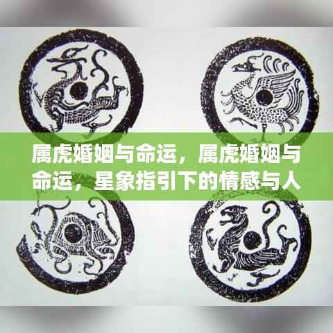 属虎婚姻与命运，属虎婚姻与命运，星象指引下的情感与人生旅程