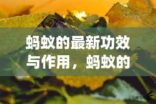 蚂蚁微观世界的神奇力量，最新功效与作用的探索