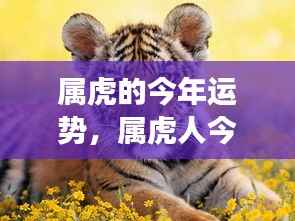 属虎人运势解析，今年运势走向全面解读