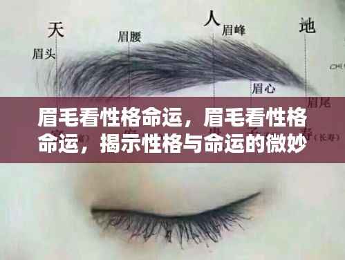 眉毛揭示性格与命运，微妙联系深度解读