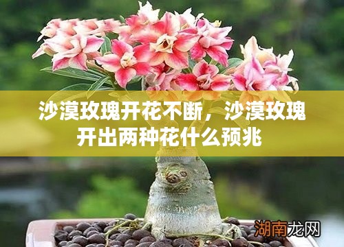 沙漠玫瑰开花不断，沙漠玫瑰开出两种花什么预兆 